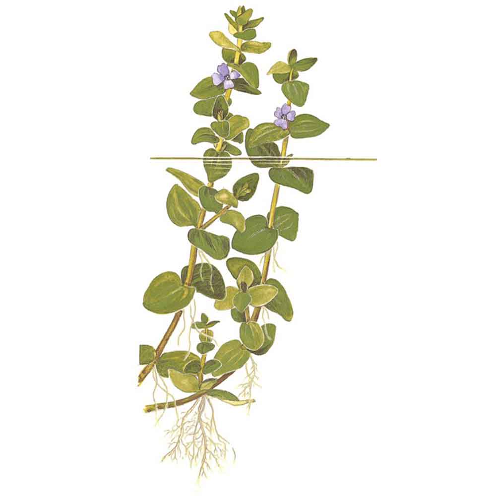Tropica Bacopa Caroliniana in vasetto