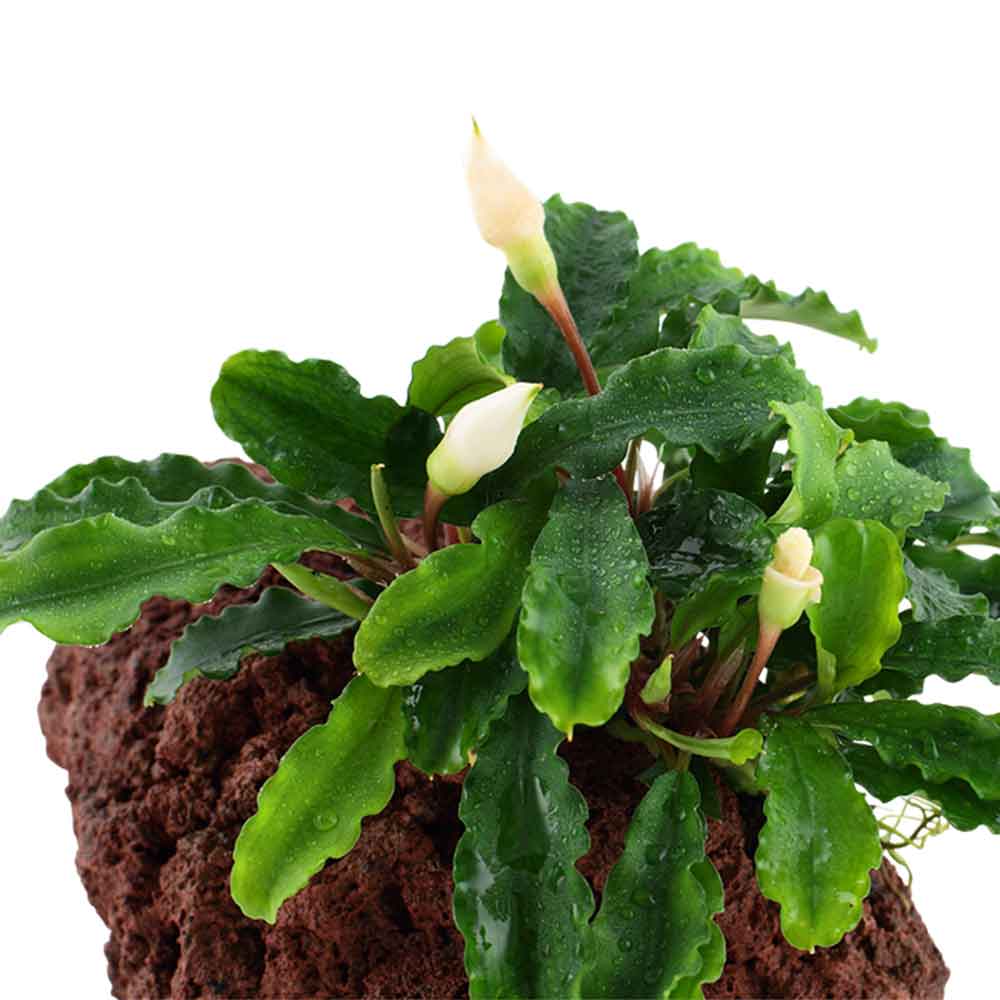 Tropica Bucephalandra 'Wavy Green'