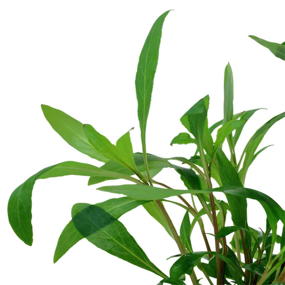 Tropica Single Package Hygrophila Siamensis 53B vasetto