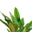 Tropica Single Package Cryptocoryne Beckettii "Petchii" vasetto