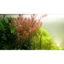 Tropica Single Package Rotala Rotundifolia vasetto