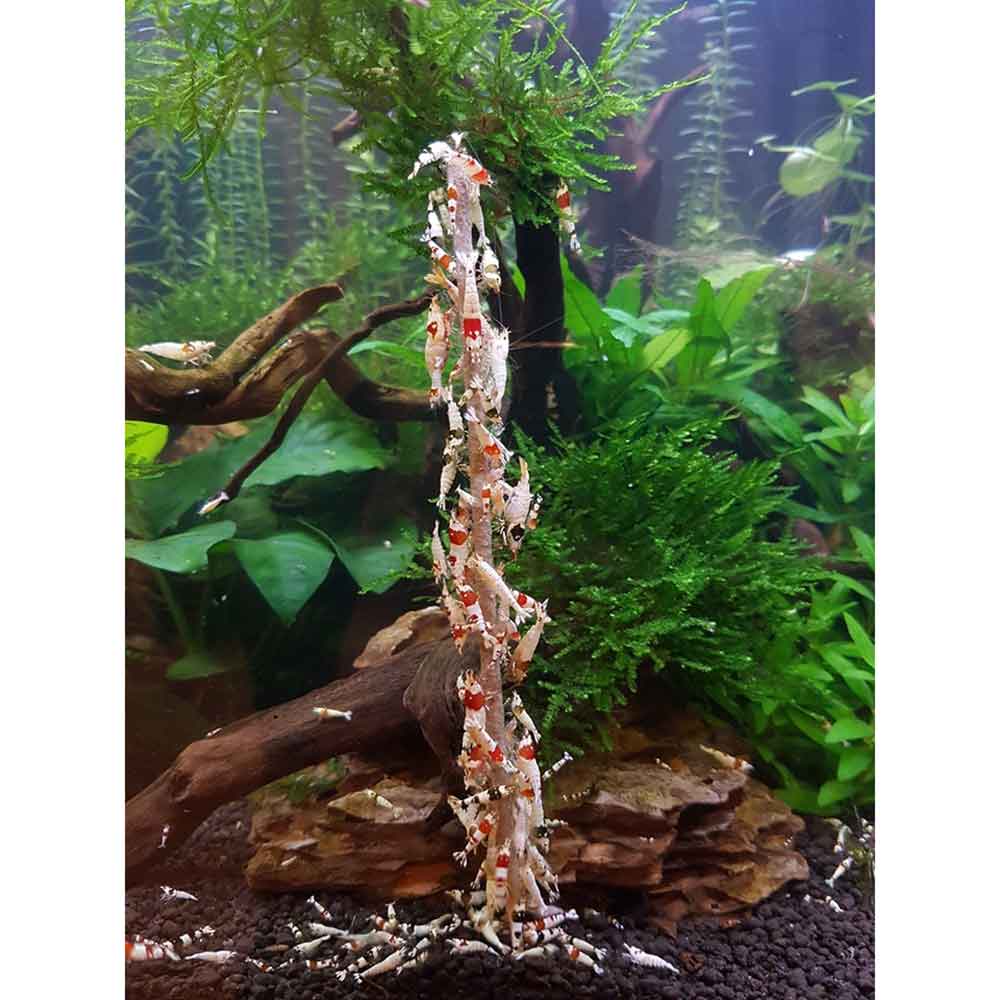 Ziss Aqua Shrimp Lolly Mineral Stick Bastoncini ricoperti di minerali specifiche per caridine 10pz