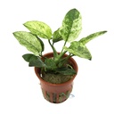 Tropica Anubias barteri var. nana ’Pinto’