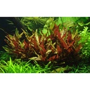 Tropica Alternanthera reineckii "Pink"