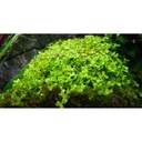 Tropica Pianta Micranthemum tweediei 'Monte Carlo' in vasetto