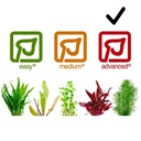 Tropica 1•2•Grow! Pianta Proserpinaca palustris "Cuba" in Vitro Cup