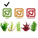 Tropica Pianta Eleocharis "Parvula" in vasetto
