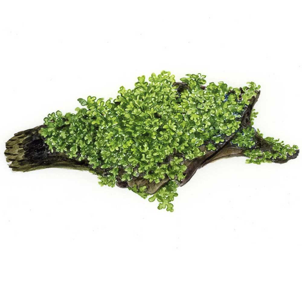 Tropica 1•2•Grow! Pianta Riccardia chamedryfolia in Vitro Cup
