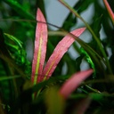 Tropica Pianta Cryptocoryne spiralis 'Red' in vasetto