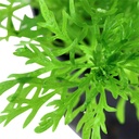 Tropica 1•2•Grow! Pianta Limnophila aquatica in Vitro Cup