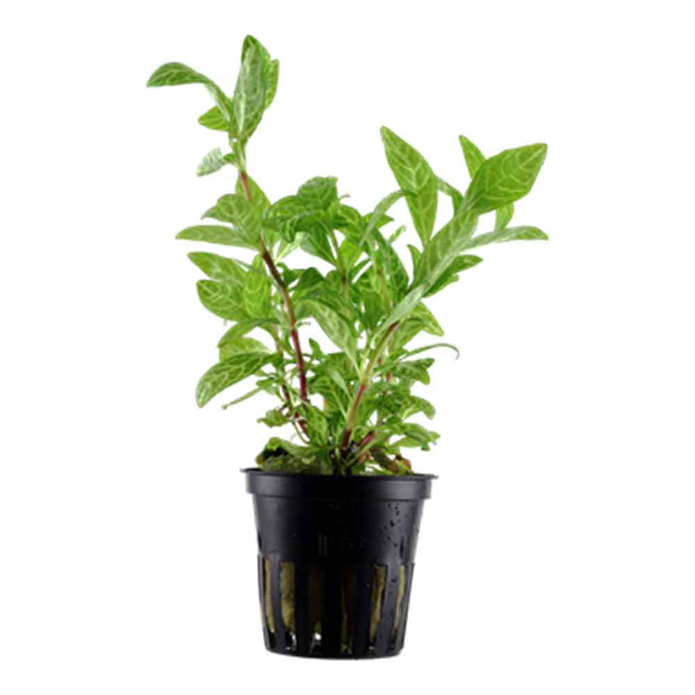 Tropica Pianta Hygrophila polysperma 'Rosanervig' vasetto