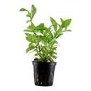 Tropica Pianta Hygrophila polysperma 'Rosanervig' vasetto