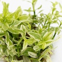 Tropica 1•2•Grow! Pianta Hygrophila polysperma 'White' in Vitro Cup