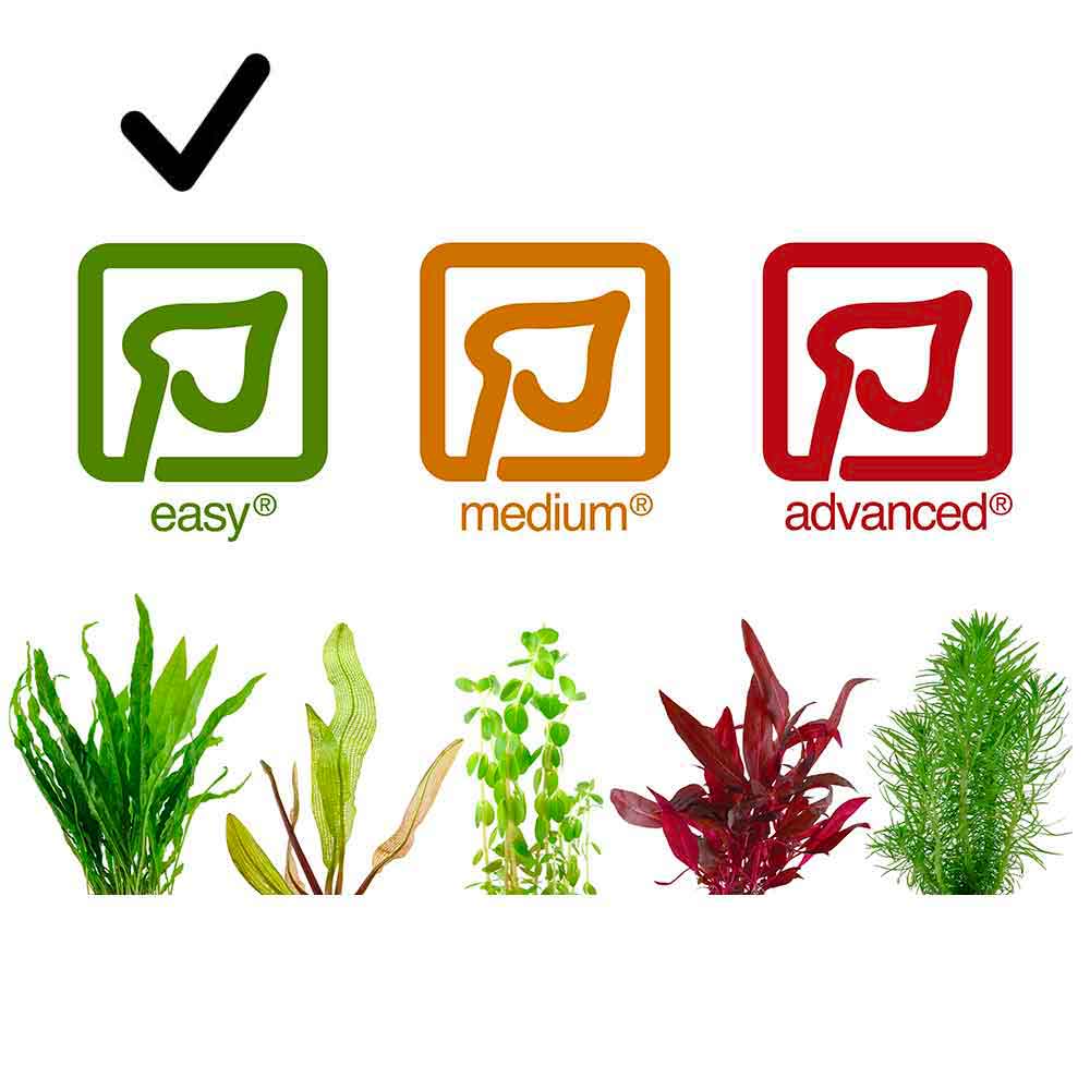 Tropica 1•2•Grow! Pianta Microsorum pteropus 'Windelov' in Vitro Cup