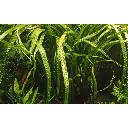 tropica-cryptocoryne-crispatula-vasetto-dettaglio-2.webp