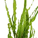 tropica-cryptocoryne-crispatula-vasetto-dettaglio.webp