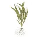 tropica-cryptocoryne-crispatula-vasetto-disegno.webp