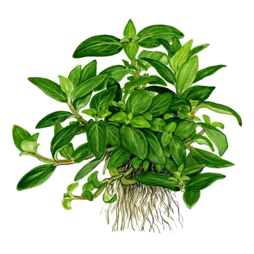 tropica-staurogyne-repens-vasetto-disegno.webp