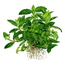 tropica-staurogyne-repens-vasetto-disegno.webp