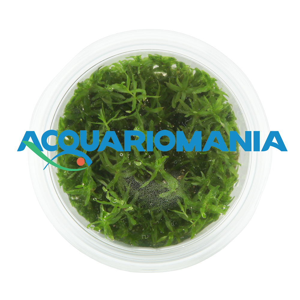 Aqua Fleur Easy Grow Didiplis Diandra