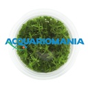 Aqua Fleur Easy Grow Didiplis Diandra