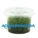 Aqua Fleur Easy Grow Didiplis Diandra