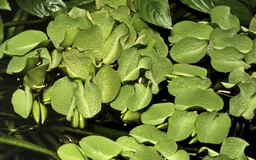 Tropica 1•2•Grow! Salvinia Natans galleggiante