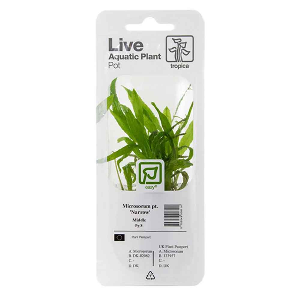 Tropica Single Package Pianta Microsorium Pteropus narrow vasetto