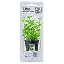 Tropica Single Package Pianta Bacopa "Compact" vasetto