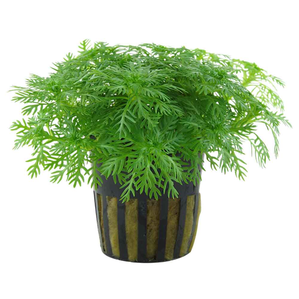 Tropica Pianta Hottonia Palustris in vasetto