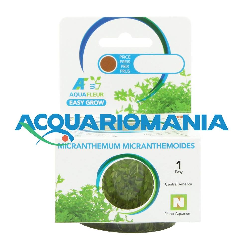 Aquafleur Easy Grow Pianta Micranthemum Micranthemoides in Vitro Cup
