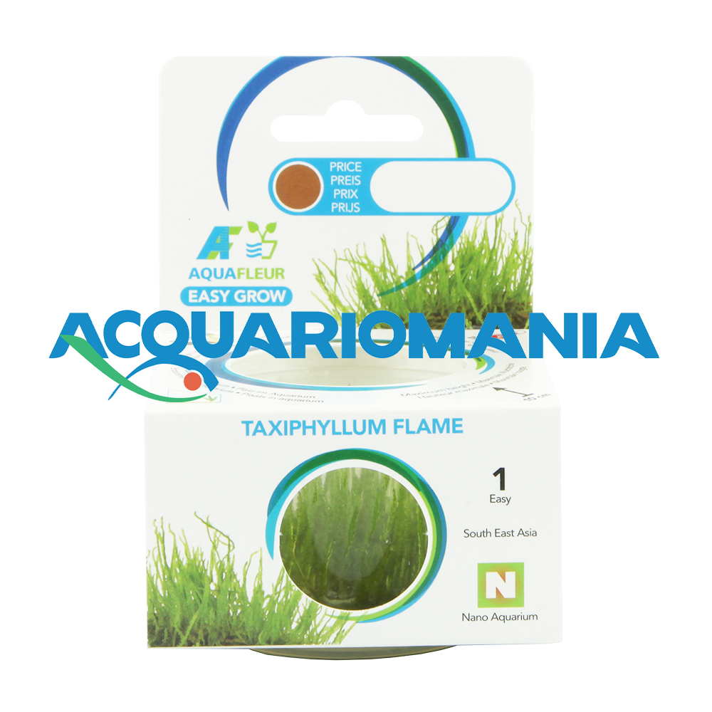 Aquafleur Easy Grow Pianta Taxiphyllum Flame in Vitro Cup