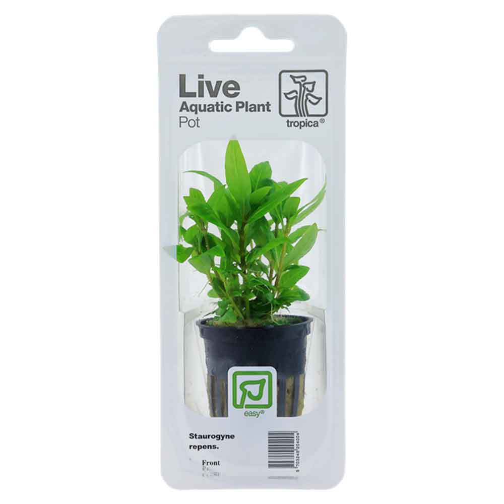 Tropica Single Package Pianta Staurogyne repens in vasetto