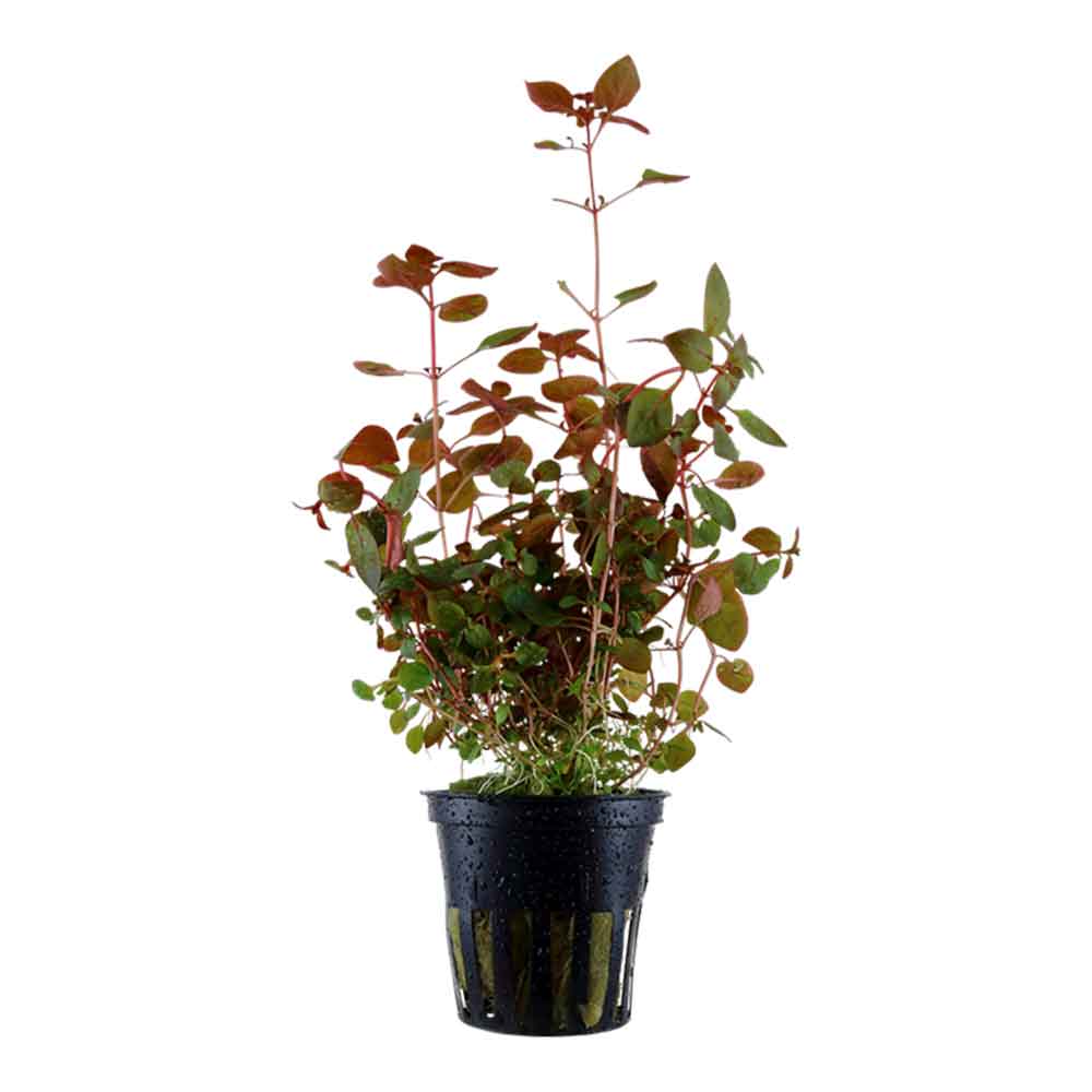 Tropica Pianta Ludwigia palustris "Super red" in vasetto