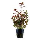 Tropica Pianta Ludwigia palustris "Super red" in vasetto