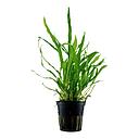 Tropica Pianta Microsorum Pteropus "Narrow" in vasetto