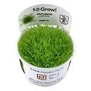 Tropica 1•2•Grow! Pianta Utricularia Graminifolia in Vitro Cup