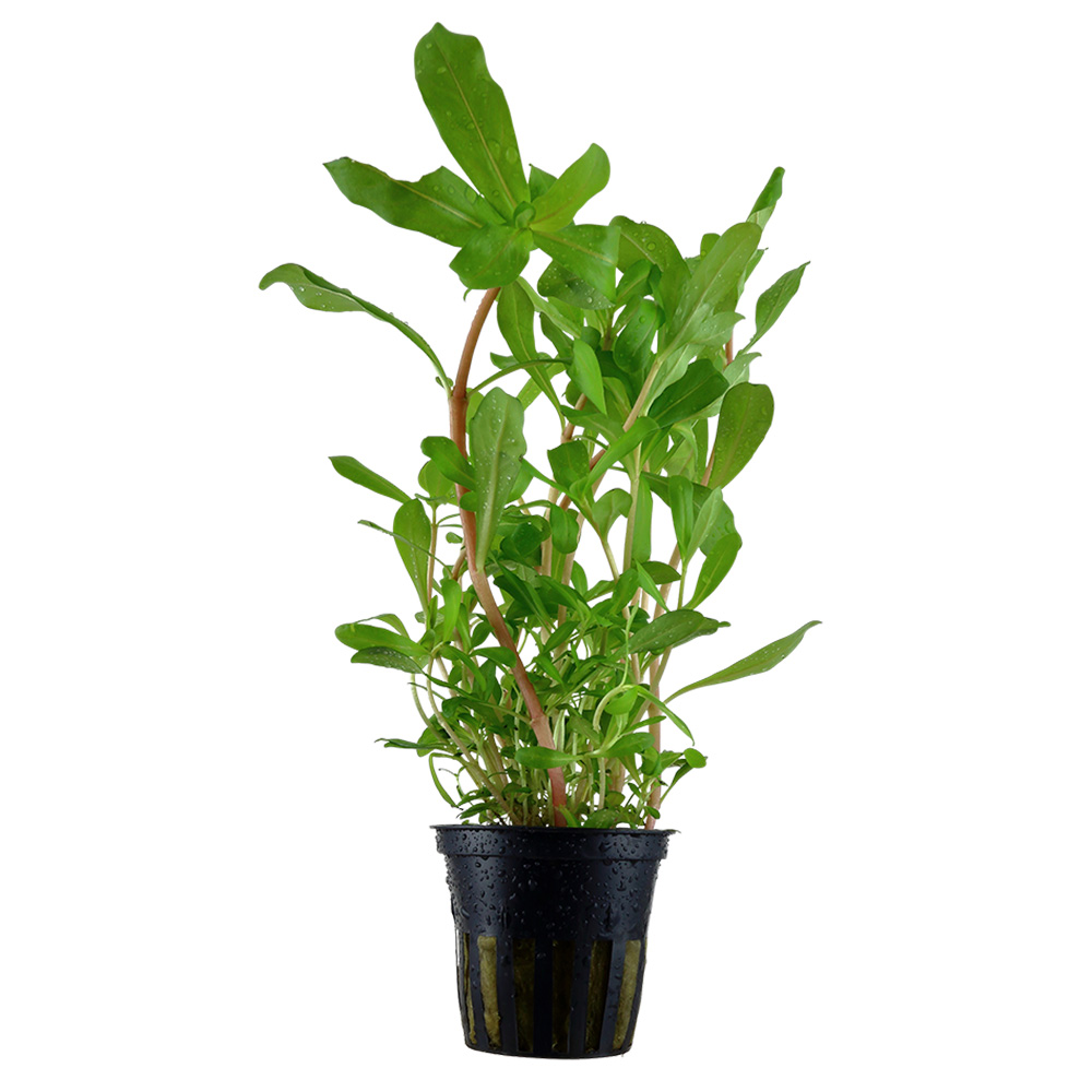Tropica Pianta Ammannia  Crassicaulis in vasetto