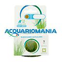 Aquafleur Easy Grow Pianta Eleocharis Acicularis in Vitro Cup