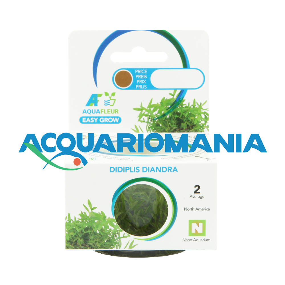 Aquafleur Easy Grow Pianta Didiplis Diandra in Vitro Cup