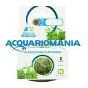 Aquafleur Easy Grow Pianta Glossostigma Elatinoides in Vitro Cup