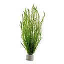 Tropica Pianta Mayaca Fluviatilis in mazzetto