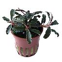 Tropica Pianta Bucephalandra 'Kedagang'