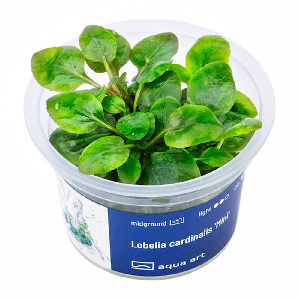 Aqua Art Lobelia cardinalis "mini" in Vitro Cup