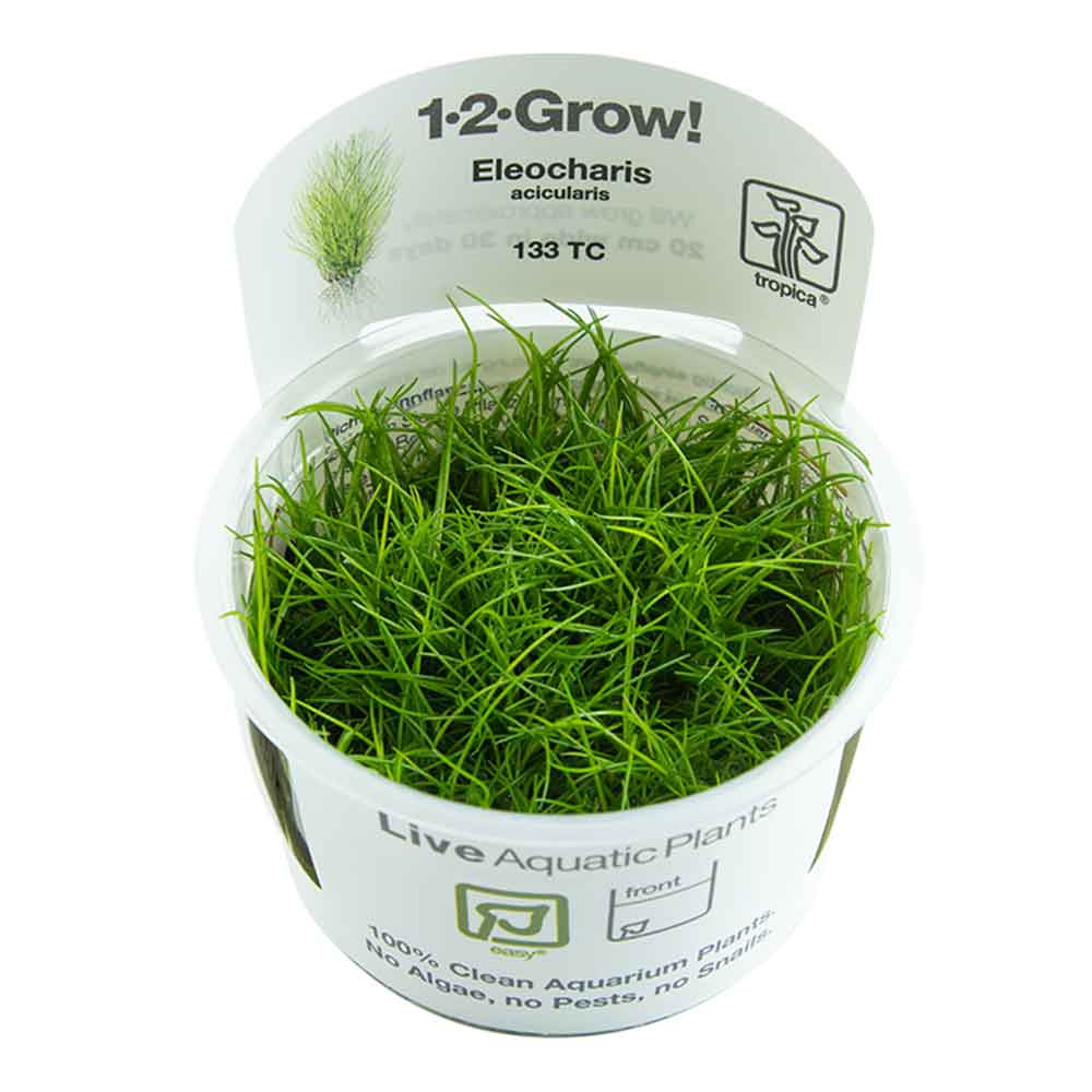 Tropica 1•2•Grow! Pianta Eleocharis acicularis in Vitro Cup