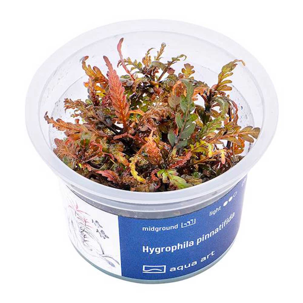 Aqua Art Hygrophila pinnatifida in Vitro Cup