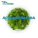 Aquaflora Staurogyne repens in Vitro Cup