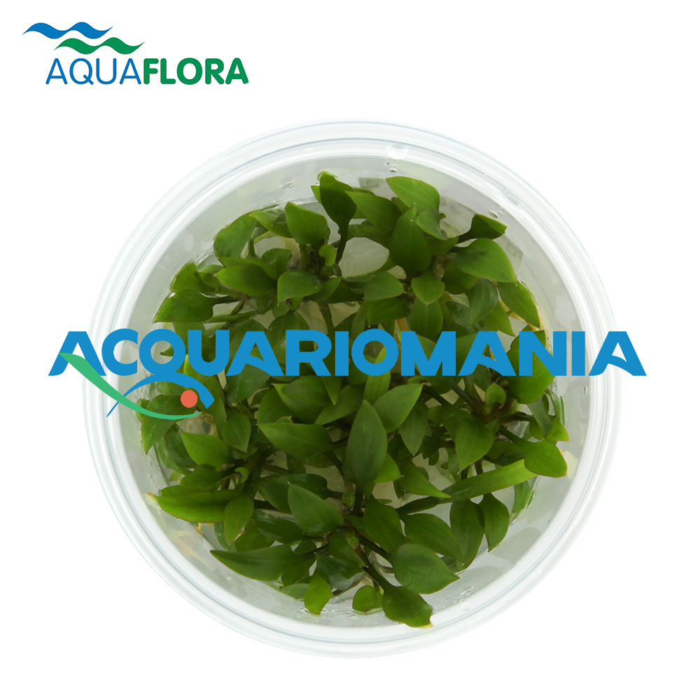 Aquaflora Cryptocoryne Pygmaea in Vitro Cup