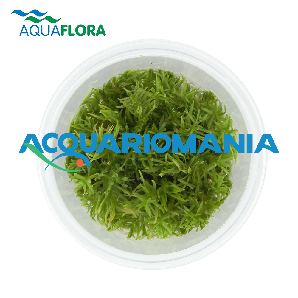 Aquaflora Didiplis Diandra in Vitro Cup