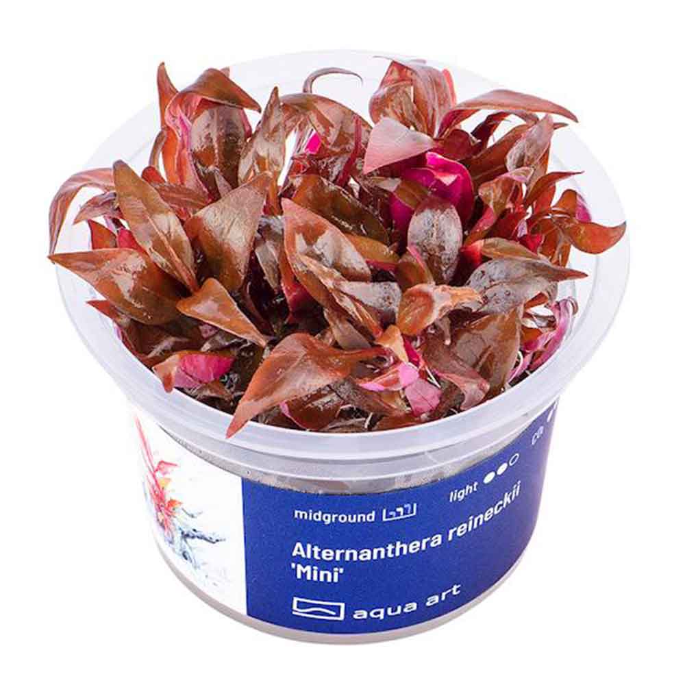 Aqua Art Alternanthera reineckii 'Mini ' in Vitro Cup